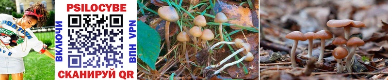 Галлюциногенные грибы Psilocybe  продажа наркотиков  Венёв 